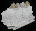 Oligocene Ruminant (Leptomeryx) Jaw Section #25092-1